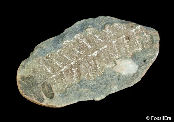 Fern Fossil From Mazon Creek - Million Years Old #3068